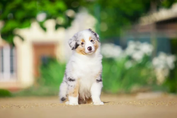 Pequeno Cachorro Pastor Australiano Bonito — Fotografia de Stock