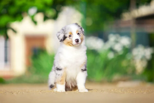 Little Cute Australian Shepherd Puppy — Stock Photo, Image