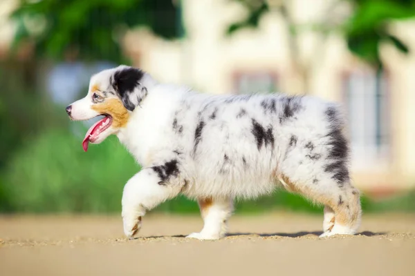 Little Cute Australian Shepherd Puppy — Stock Photo, Image