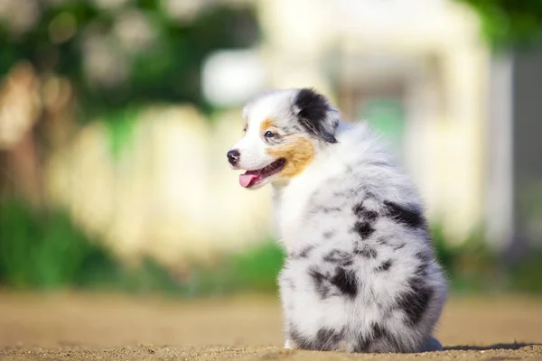 Lilla Söta Australiska Shepherd Valp — Stockfoto