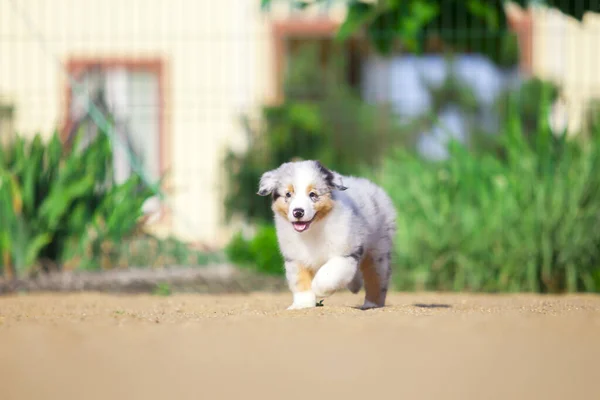 Little Cute Owczarek Australijski Szczeniak — Zdjęcie stockowe