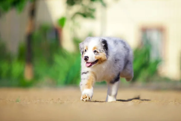 Pequeño Lindo Pastor Australiano Cachorro —  Fotos de Stock