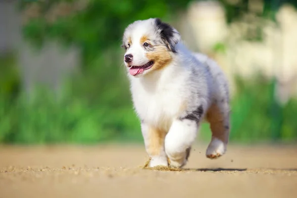 Pequeno Cachorro Pastor Australiano Bonito — Fotografia de Stock