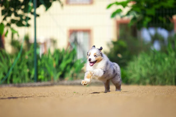 かわいいオーストラリアの羊飼いの子犬 — ストック写真