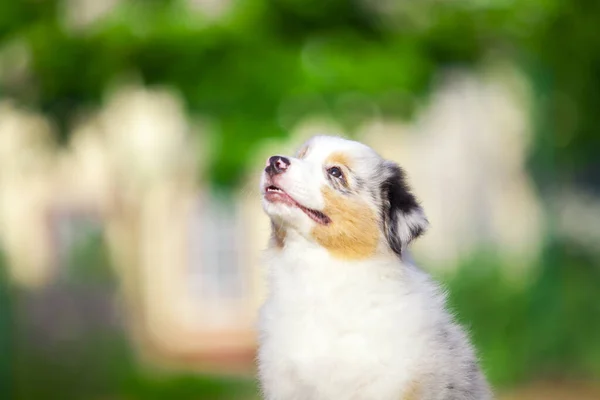 Kleine Schattige Australische Herder Puppy — Stockfoto