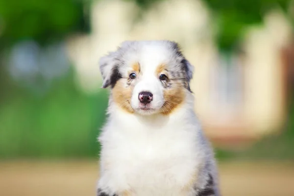 Little Cute Australian Shepherd Puppy — Stock Photo, Image