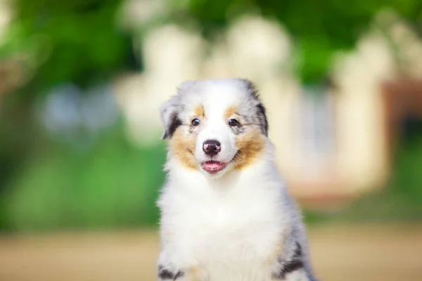 Pequeño Lindo Pastor Australiano Cachorro —  Fotos de Stock