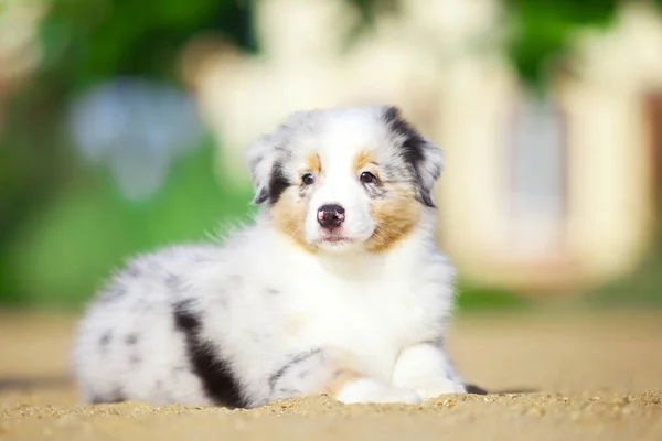 かわいいオーストラリアの羊飼いの子犬 — ストック写真