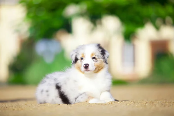 Little Cute Australian Shepherd Puppy — Stock Photo, Image