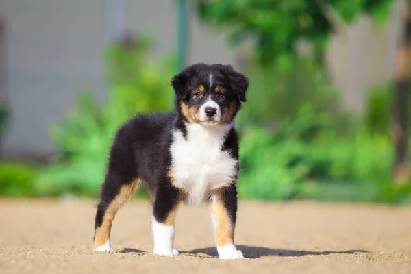 Piccolo Cucciolo Pastore Australiano Carino — Foto Stock