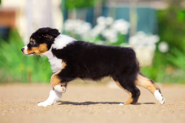 Pequeño Lindo Pastor Australiano Cachorro —  Fotos de Stock