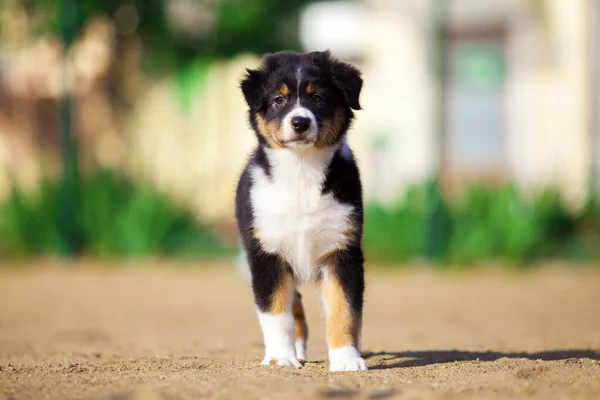 Little Cute Australian Shepherd Puppy — Stock Photo, Image