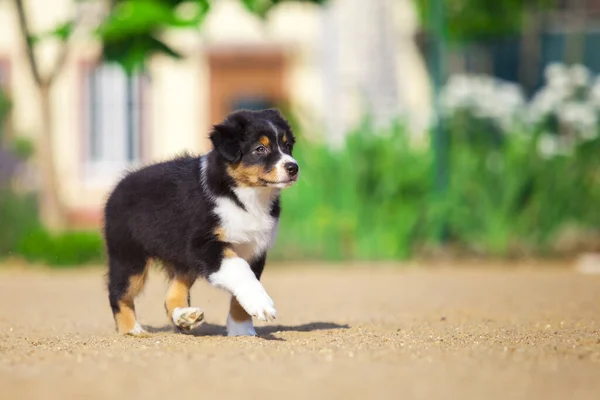 Pequeno Cachorro Pastor Australiano Bonito — Fotografia de Stock