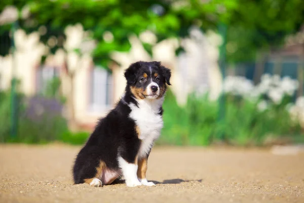 Kleine Schattige Australische Herder Puppy — Stockfoto