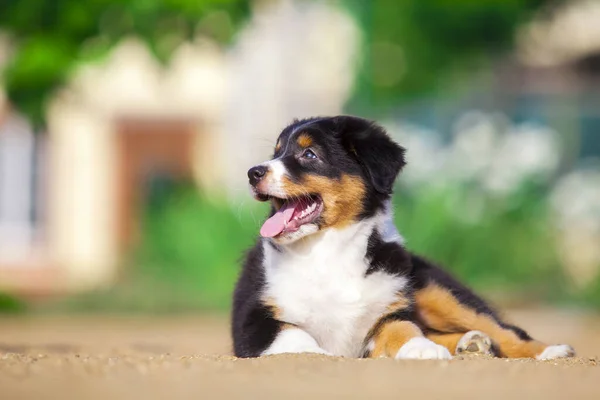 Little Cute Australian Shepherd Puppy — Stock Photo, Image