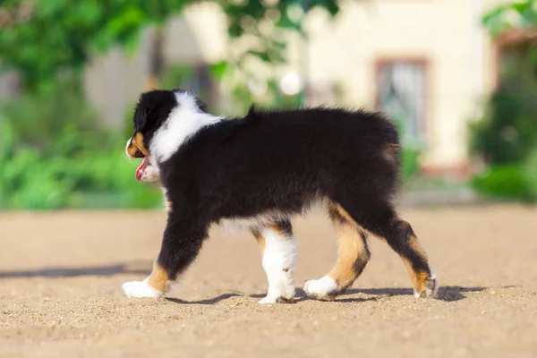 Pequeno Cachorro Pastor Australiano Bonito — Fotografia de Stock