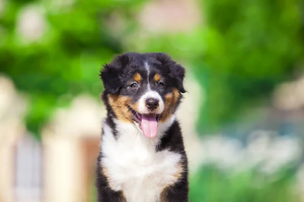 Pequeno Cachorro Pastor Australiano Bonito — Fotografia de Stock