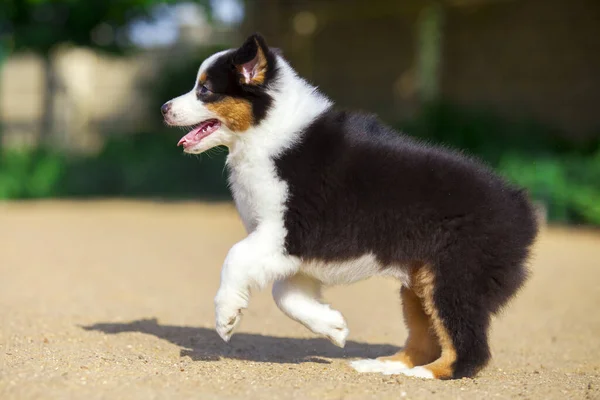 Pequeño Lindo Pastor Australiano Cachorro — Foto de Stock