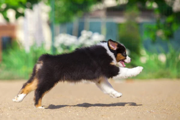 Piccolo Cucciolo Pastore Australiano Carino — Foto Stock