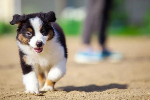 Lilla Söta Australiska Shepherd Valp — Stockfoto