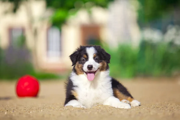 Little Cute Australian Shepherd Puppy — Stock Photo, Image