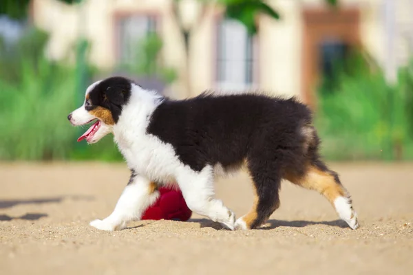 Lilla Söta Australiska Shepherd Valp — Stockfoto