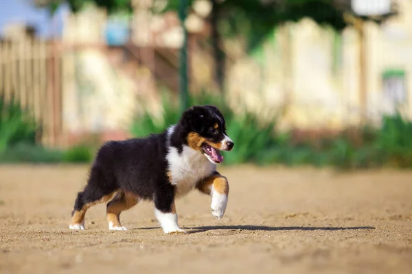 Petit Chiot Berger Australien Mignon — Photo