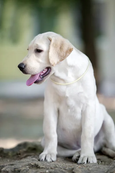 Labrador Welpenporträt Park — Stockfoto