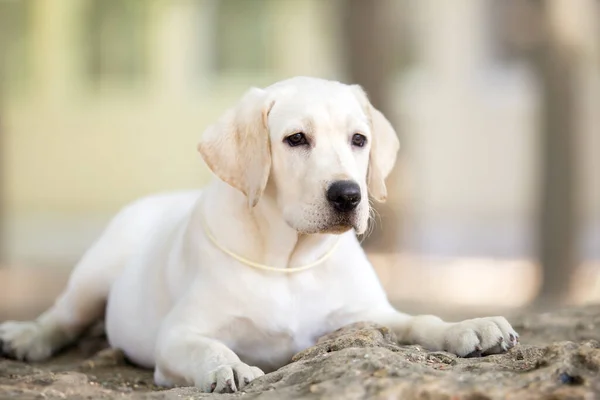 Labrador Welpenporträt Park — Stockfoto