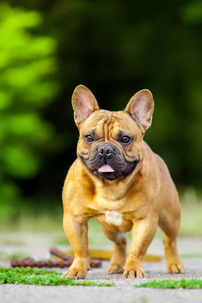 Niedliche Französische Bulldogge Welpen Freien — Stockfoto