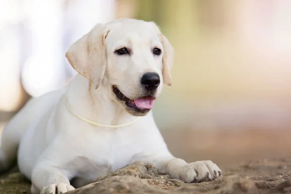 Retrato Filhote Cachorro Labrador Parque — Fotografia de Stock
