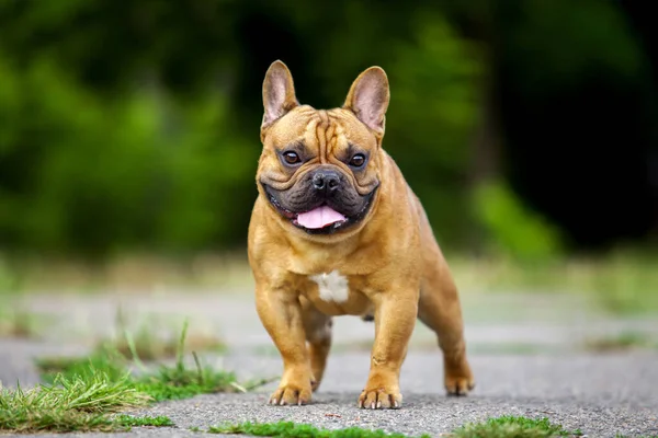Niedliche Französische Bulldogge Welpen Freien — Stockfoto