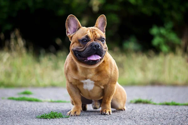 Cute Francuski Bulldog Szczeniak Odkryty — Zdjęcie stockowe