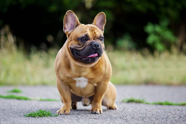 Cute Francuski Bulldog Szczeniak Odkryty — Zdjęcie stockowe