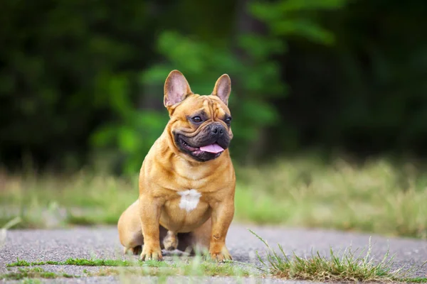 Lindo Francés Bulldog Cachorro Aire Libre — Foto de Stock