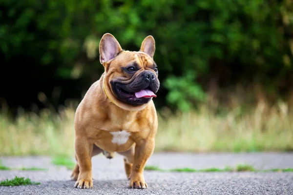 可爱的法国斗牛犬小狗户外 — 图库照片