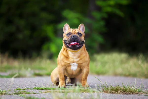 Cute Francuski Bulldog Szczeniak Odkryty — Zdjęcie stockowe