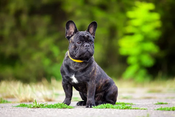 Söt Fransk Bulldogg Valp Utomhus — Stockfoto