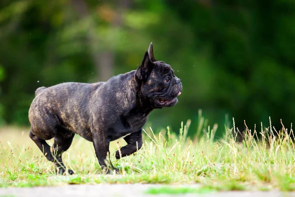 Cute Francuski Bulldog Szczeniak Odkryty — Zdjęcie stockowe