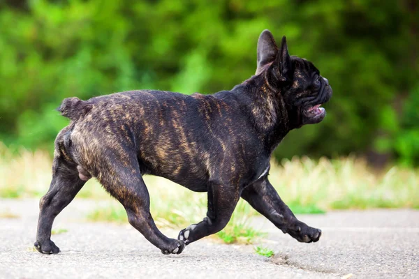 Niedliche Französische Bulldogge Welpen Freien — Stockfoto