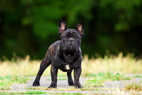 Bonito Cachorro Bulldog Francês Livre — Fotografia de Stock