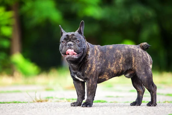 Cute Francuski Bulldog Szczeniak Odkryty — Zdjęcie stockowe