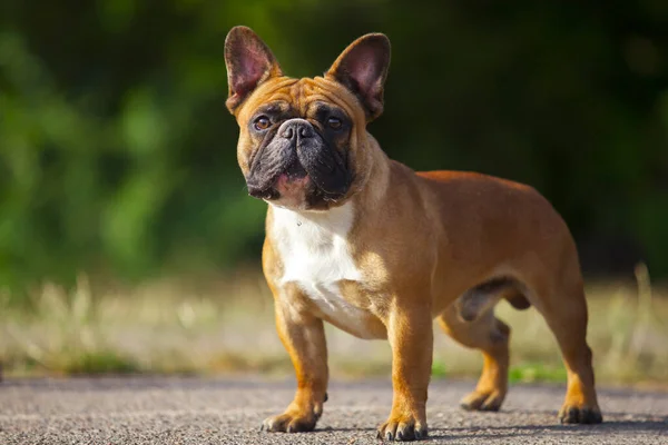 Aranyos Francia Bulldog Kiskutya Szabadban — Stock Fotó