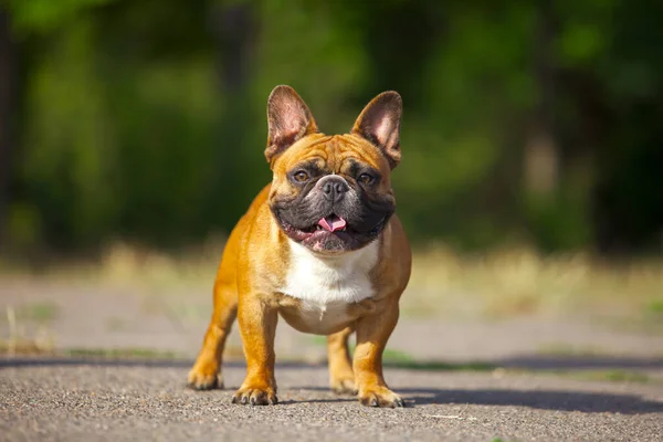 Cute French Bulldog Puppy Outdoor — Stock Photo, Image