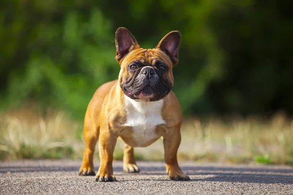 Söt Fransk Bulldogg Valp Utomhus — Stockfoto