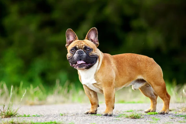 Bonito Cachorro Bulldog Francês Livre — Fotografia de Stock