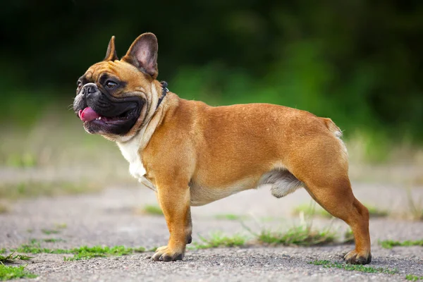 Niedliche Französische Bulldogge Welpen Freien — Stockfoto