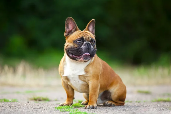 Tatlı Fransız Bulldog Köpek Yavrusu — Stok fotoğraf