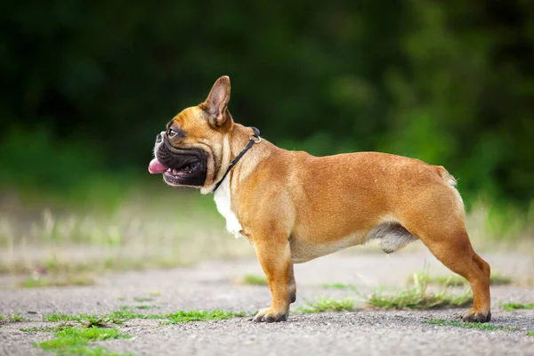 Niedliche Französische Bulldogge Welpen Freien — Stockfoto