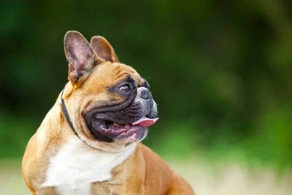 Lindo Francés Bulldog Cachorro Aire Libre —  Fotos de Stock